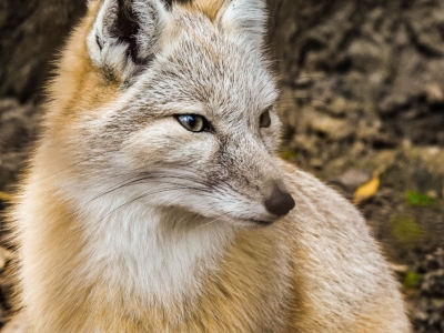 Corsac fox - De Zonnegloed - Animal park - Animal refuge centre 
